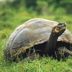 Galapagos 4