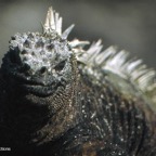 Galapagos 1
