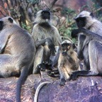 Mt Abu